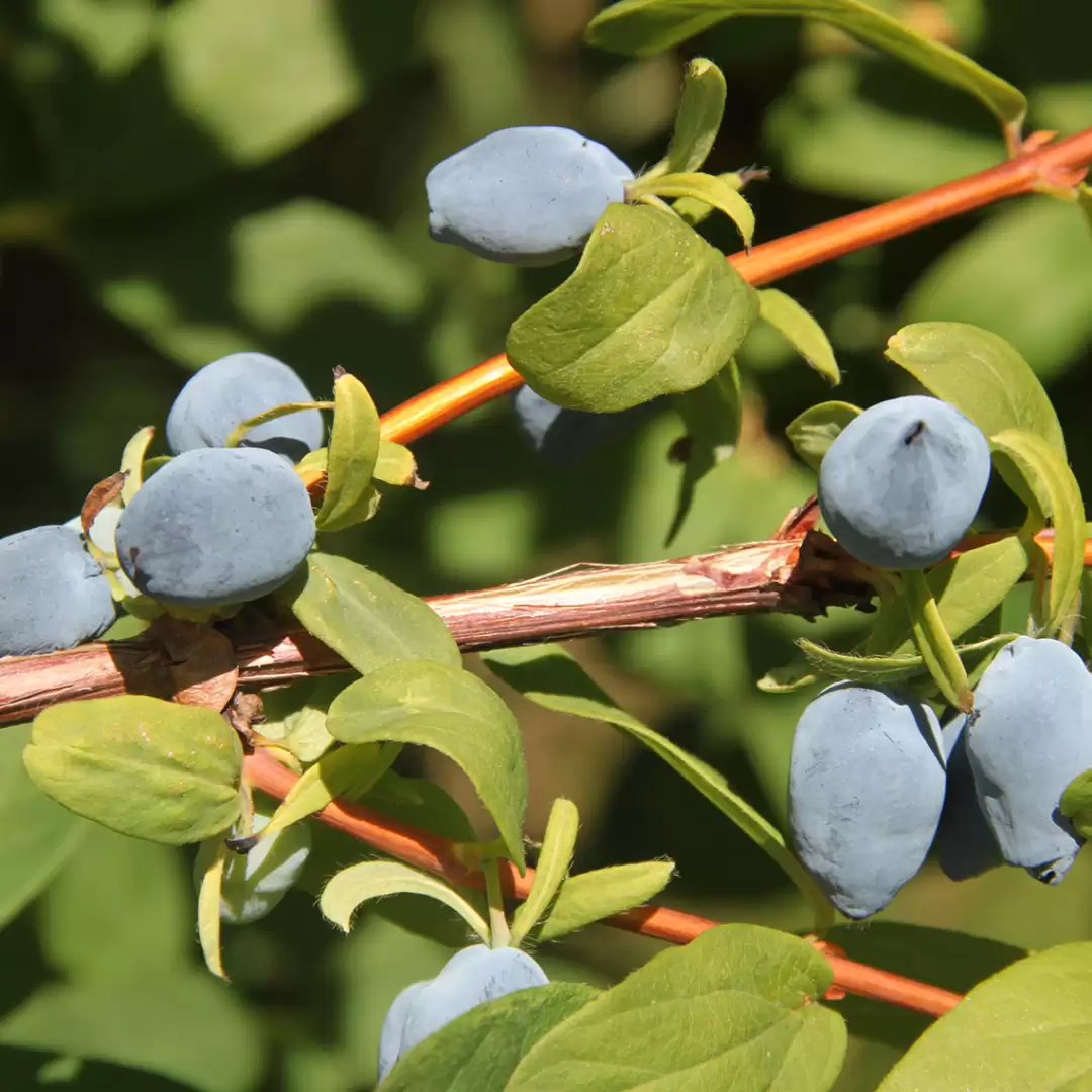 Close up of Yezberry Solo Japanese Haskap berries on vine